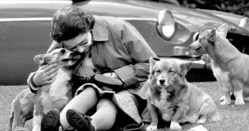 Corgibet app, corgibet bonus codes